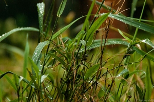Wet Gras